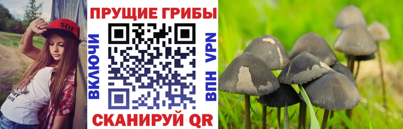 Псилоцибиновые грибы Psilocybine cubensis  цена наркотик  Мамоново 